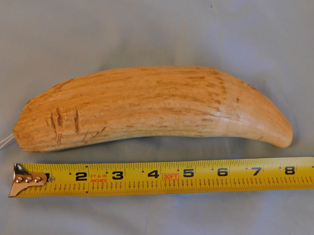 Appraisal: LARGE RAW WHALE TOOTH Large raw whale tooth with rough