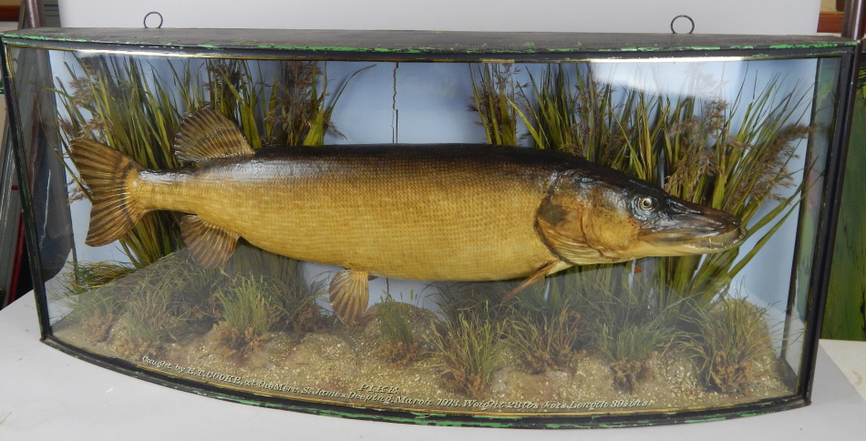 Appraisal: A taxidermied pike in a naturalistic ebonised and glazed bow