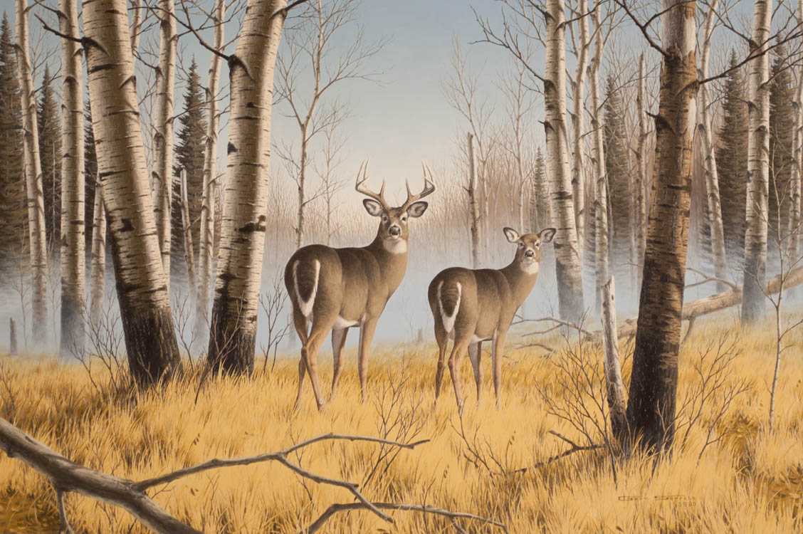 Appraisal: GARY SORRELS OIL ON BOARD Minnesota st century White tail