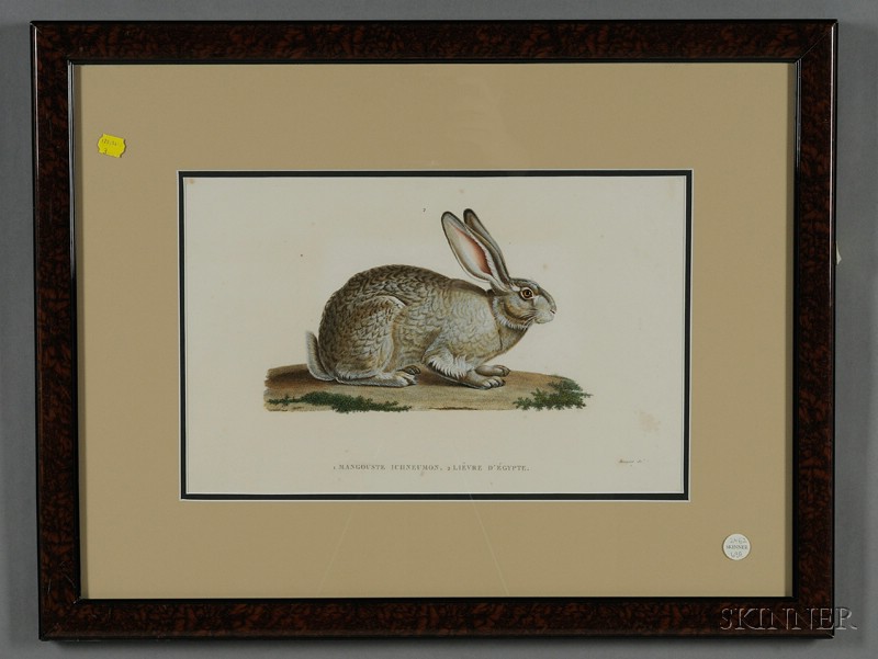 Appraisal: Decorative French Hand-colored Engraving of a Hare by Bouquet early