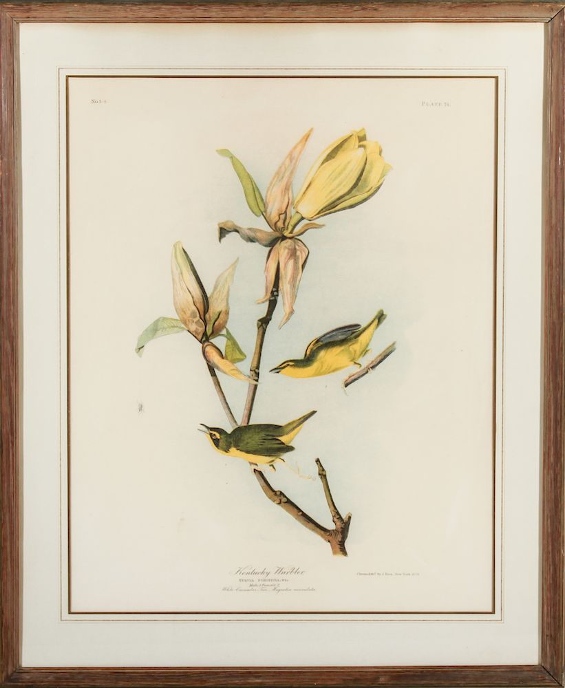 Appraisal: After Audubon Kentucky Warbler Lithograph Julius Bien American born Germany