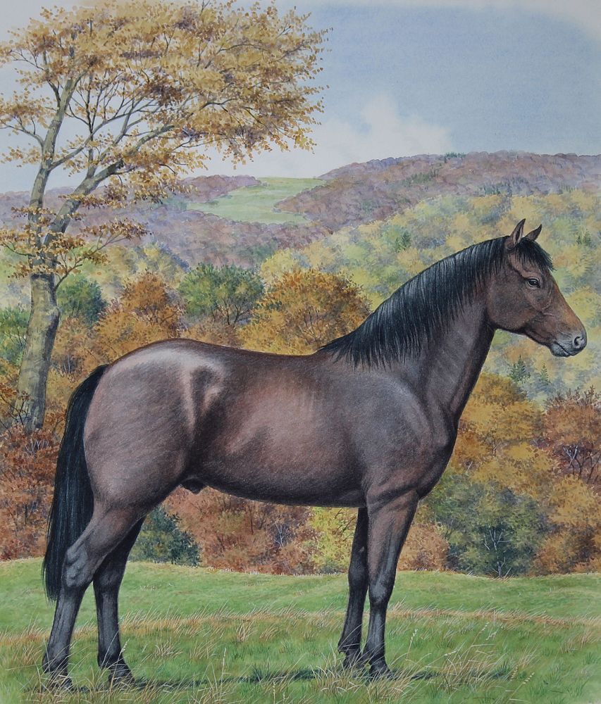 Appraisal: Peter Barrett B Morgan Horse Peter Barrett British B Morgan