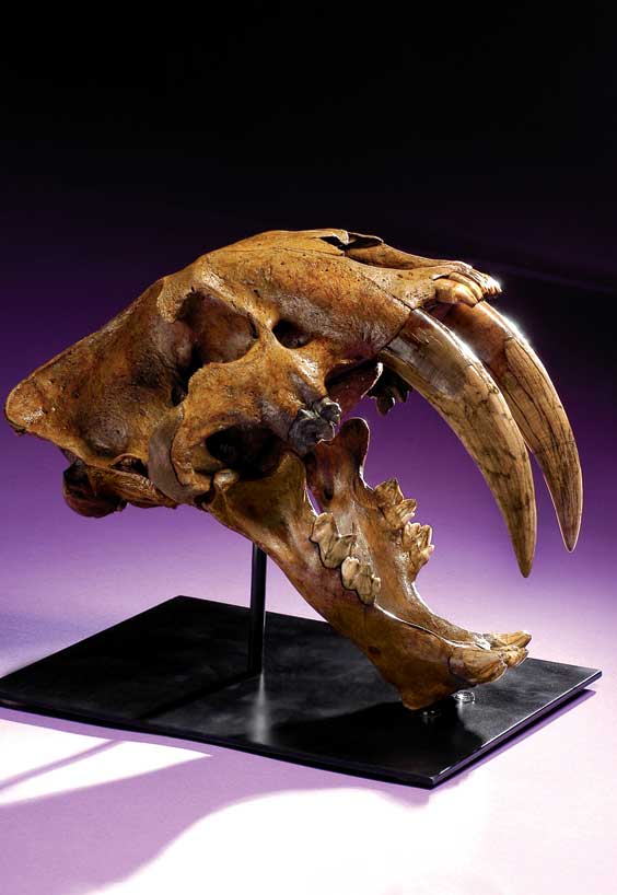 Appraisal: AN EXTREMELY RARE SABRE-TOOTHED TIGER SKULL THE GREAT AMERICAN FOSSIL