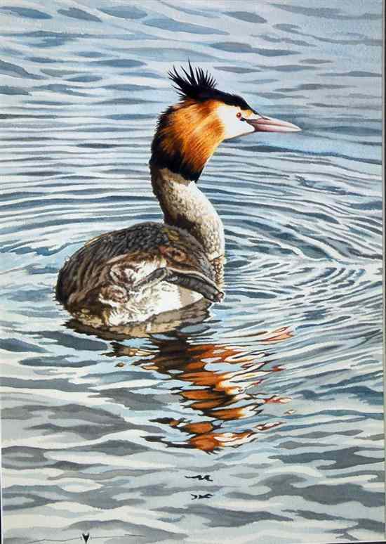 Appraisal: Michael Hampton - watercolour 'Grebe Preening Norwood' signed x in