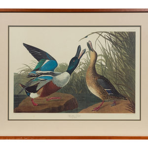 Appraisal: After John James Audubon American - Shoveller Duck Plate CCCXXVII