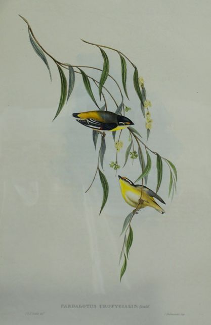 Appraisal: Yellow-rumped Pardalote Pardalotus Uropygialis Lithograph by Elizabeth Gould