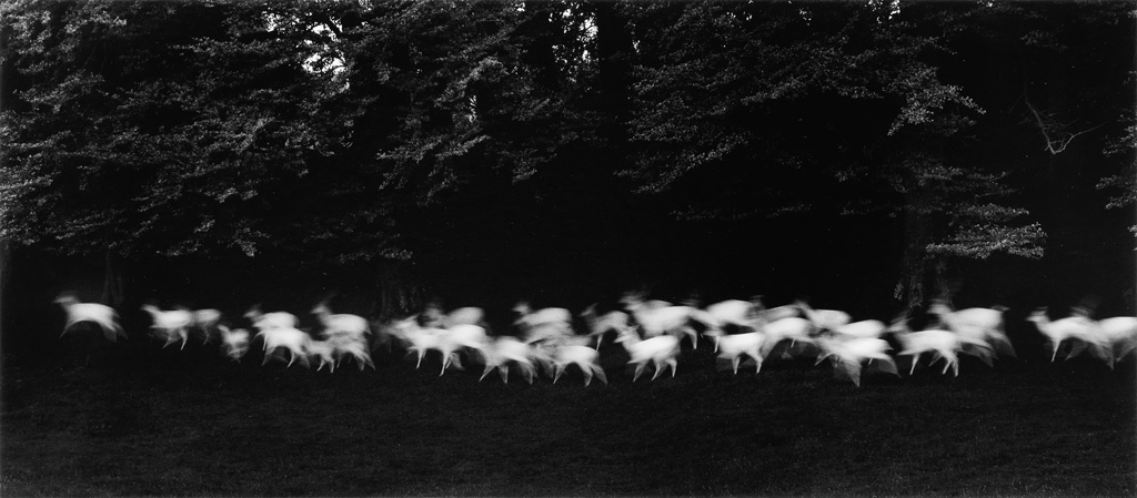 Appraisal: PAUL CAPONIGRO - Running White Deer County Wicklow Ireland Silver