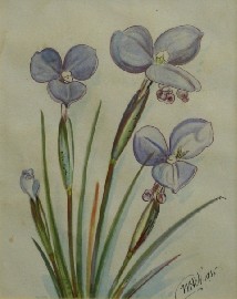 Appraisal: Neville William Cayley Junior - Blue Flowers watercolour on paper