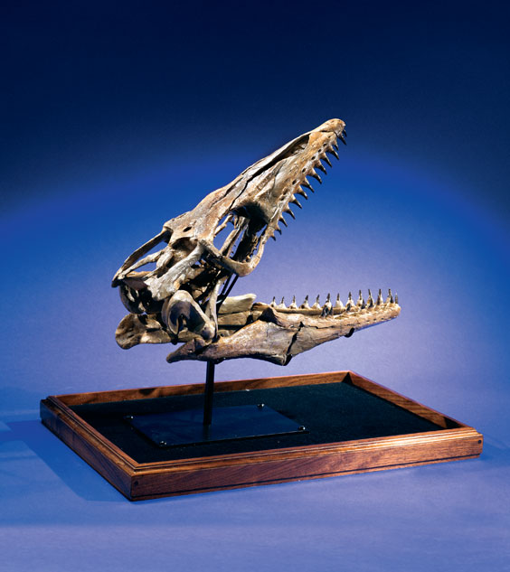 Appraisal: A GIANT MARINE REPTILE SKULL - MOSASAUR Platecarpus ictericus Cretaceous