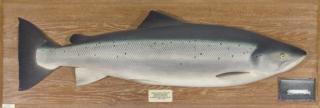 Appraisal: Atlantic Salmon Model Hardy Brothers Alnwick Ltd Atlantic Salmon Model