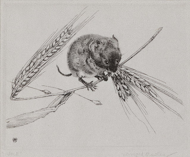 Appraisal: WINIFRED AUSTEN - 'Vole' etching pencil signed and titled in