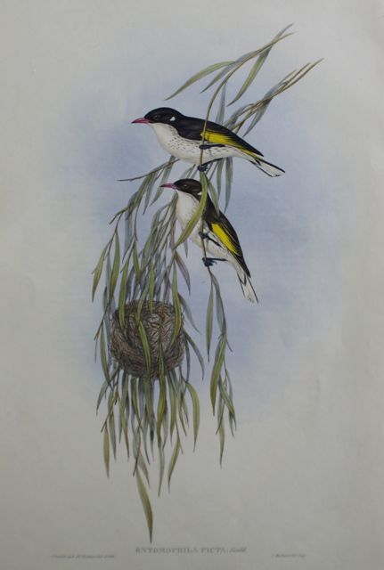 Appraisal: Painted Honey-eater Entomophila Picta