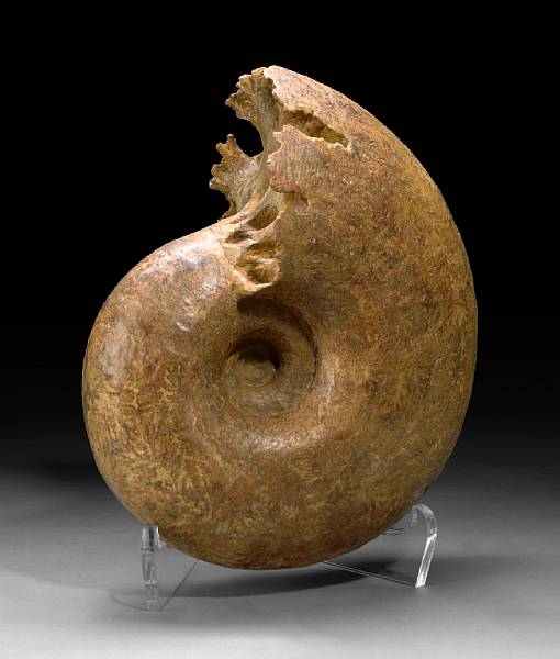 Appraisal: A Robust Ammonite Pachydiscus catarinae Cretaceous Baja Mexico Stunningly well