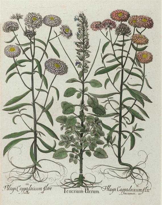 Appraisal: BOTANY -Besler Basilius - circa after Lot of sheets I