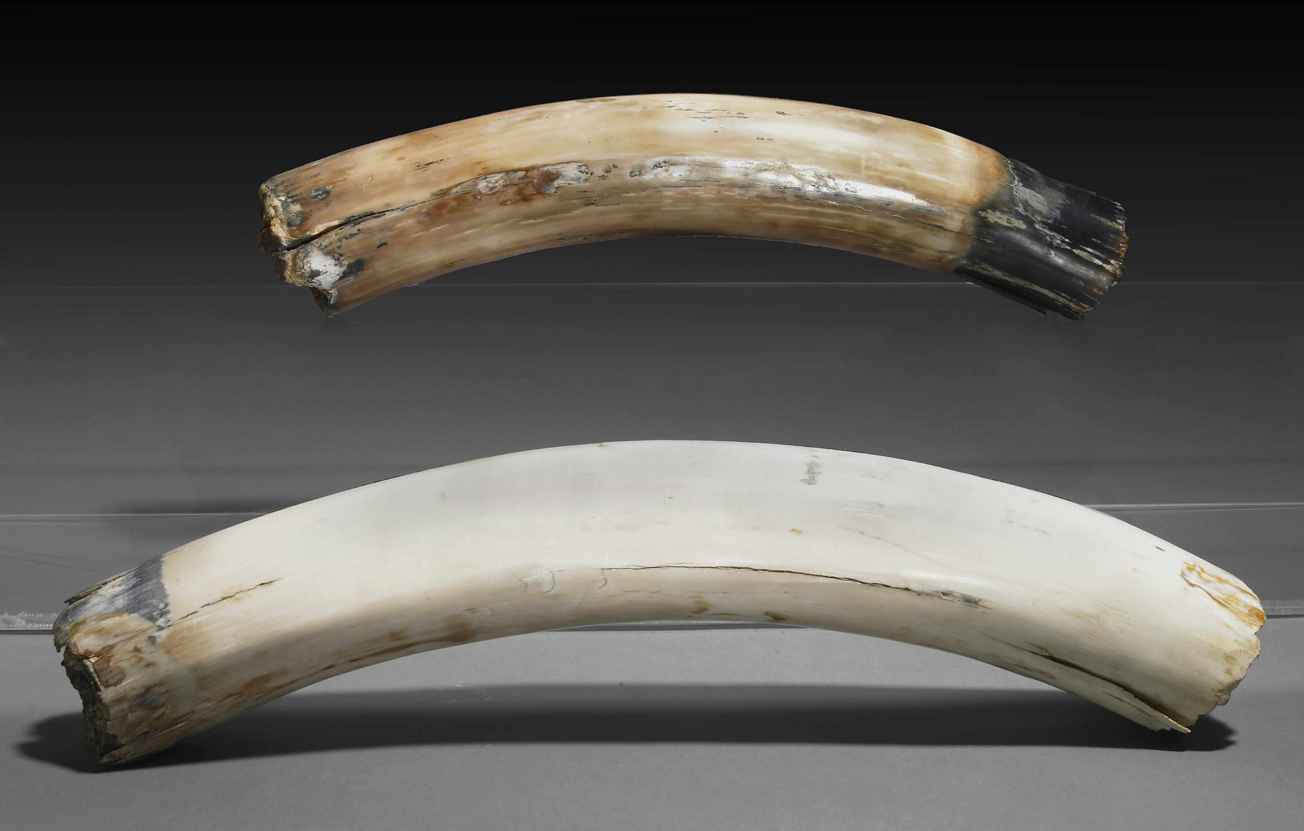 Appraisal: Without Reserve Two Small Mammoth Tusks Mammuthus primigeniusPleistoceneSiberia RussiaTwo fine