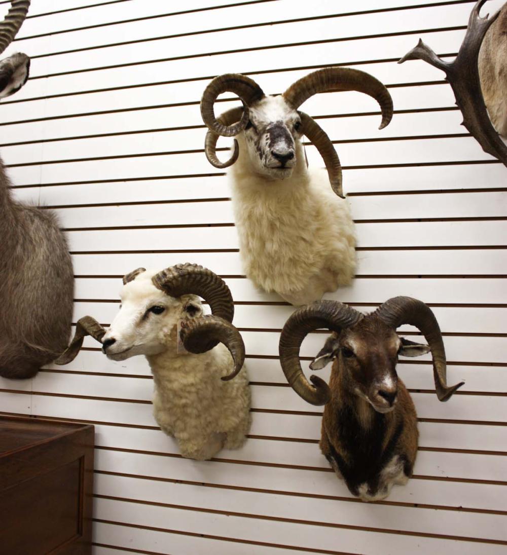 Appraisal: THREE RAM SHEEP HEAD SHOULDER TAXIDERMY MOUNTS European Mouflon sheep