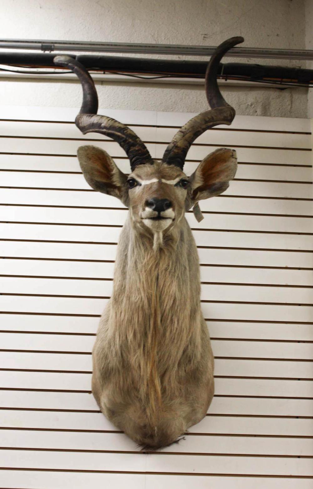 Appraisal: AFRICAN GREATER KUDU TAXIDERMY MOUNT a large African woodland antelope