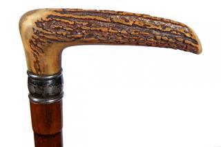 Appraisal: Stag Dress Cane- Ca - A well formed stag handle