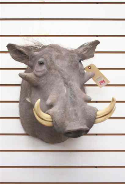 Appraisal: AFRICAN GAME TROPHY HEAD SHOULDER MOUNT a warthog with tusks