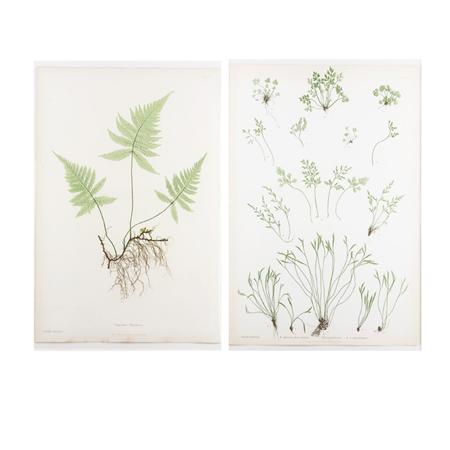 Appraisal: Bradbury Evans printers FERN STUDIES Two nature printed engravings in