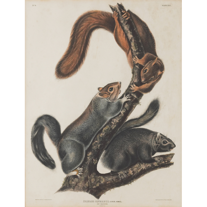 Appraisal: After John James Audubon American - ''Cat Squirrel '' fromAudubon's