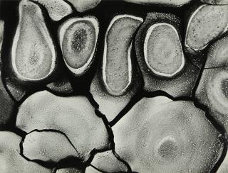 Appraisal: Photograph Brett Weston Brett Weston American - Mud Cracks from