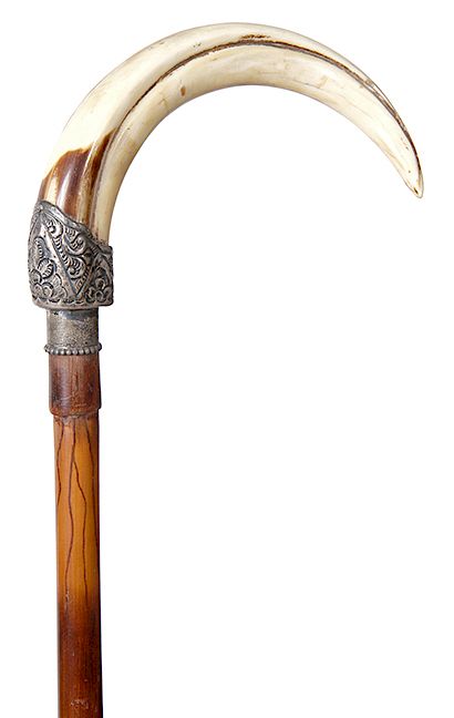 Appraisal: Boar s Tusk Cane- Ca - perfect tusk with an