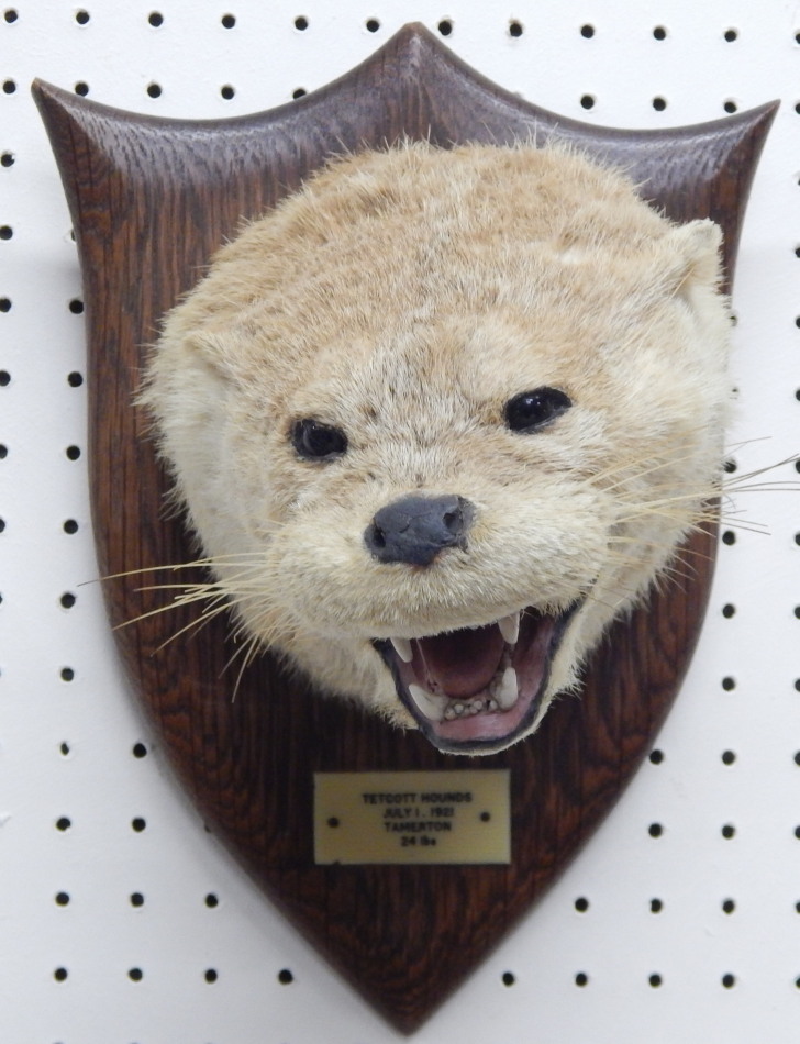 Appraisal: A taxidermied otter by Spicer of Leamington Spa the oak