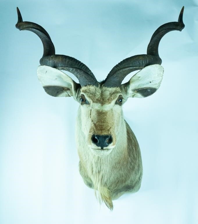 Appraisal: Greater Kudu shoulder mount Vintage taxidermy with some fur loss