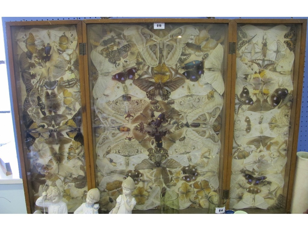 Appraisal: Large framed and glazed butterfly and bug triptych