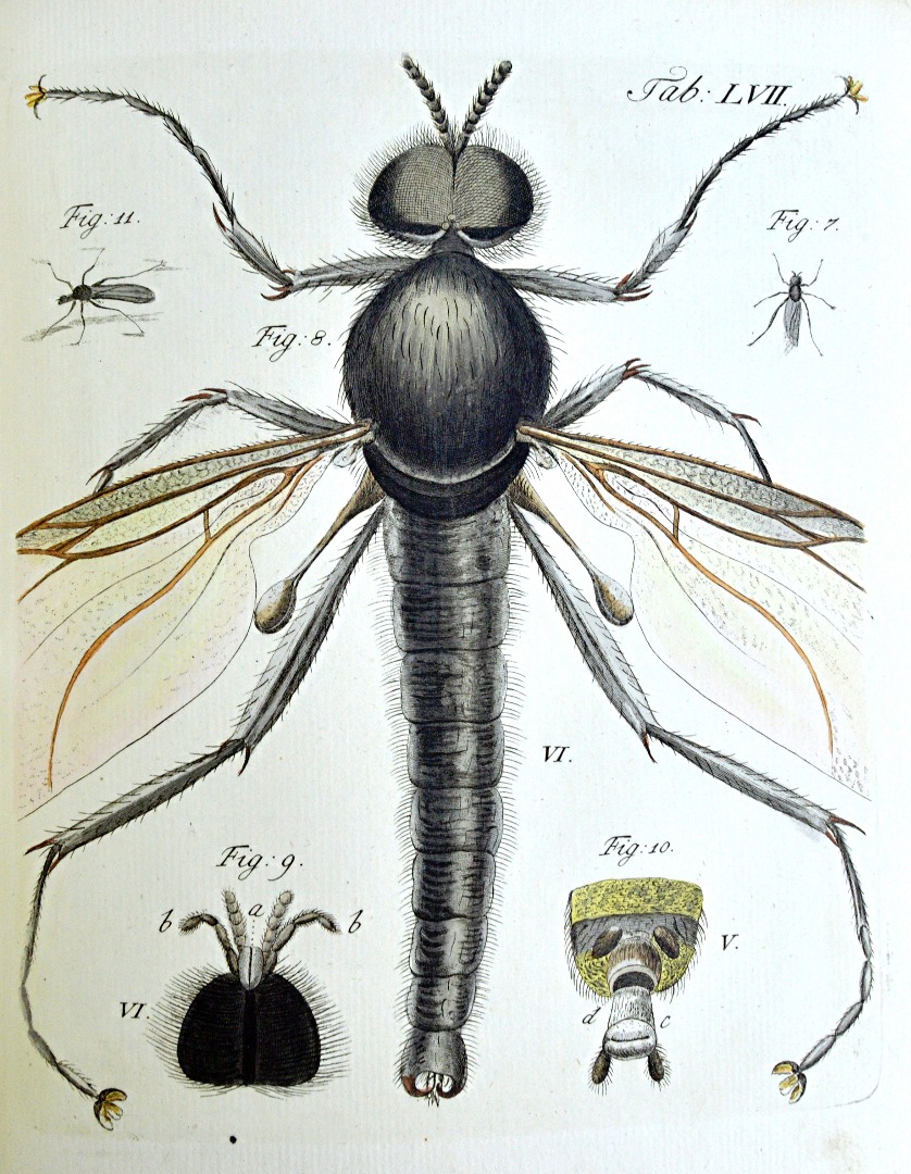 Appraisal: GLEICHEN W F Auserlesene Mikroscopische Entdeckungen bey den Planzen Blumen