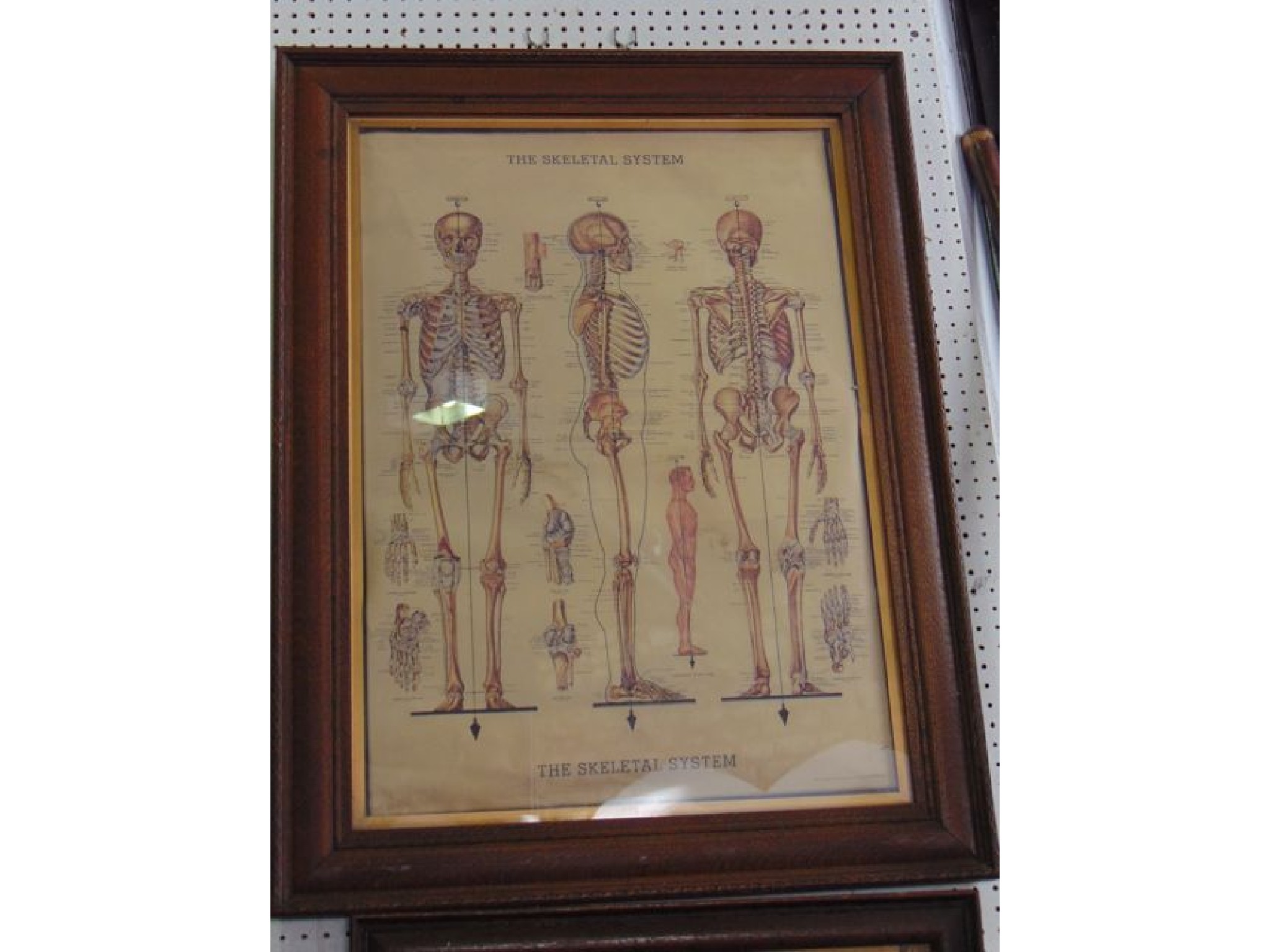 Appraisal: A framed and glazed scientific print detailing the skeletal system