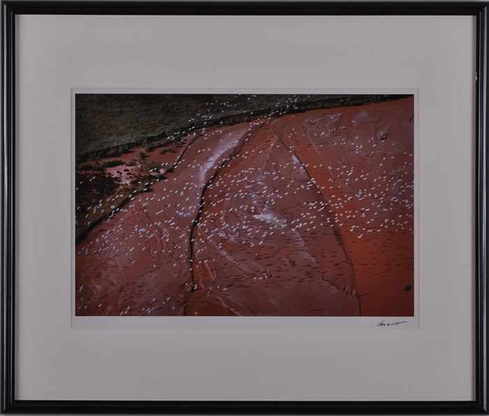 Appraisal: WILLIAM GARNETT - SANDHILL CRANES OVER BRAZOS RIVER TEXAS Cibachrome