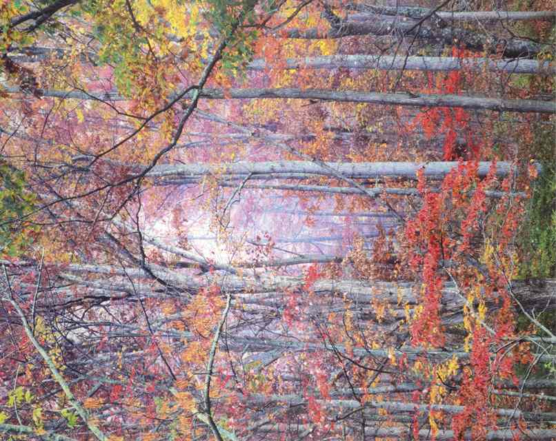 Appraisal: CHRISTOPHER BURKETT HAND-PRINTED COLOR PHOTOGRAPH Oregon born titled ''Glowing Autumn