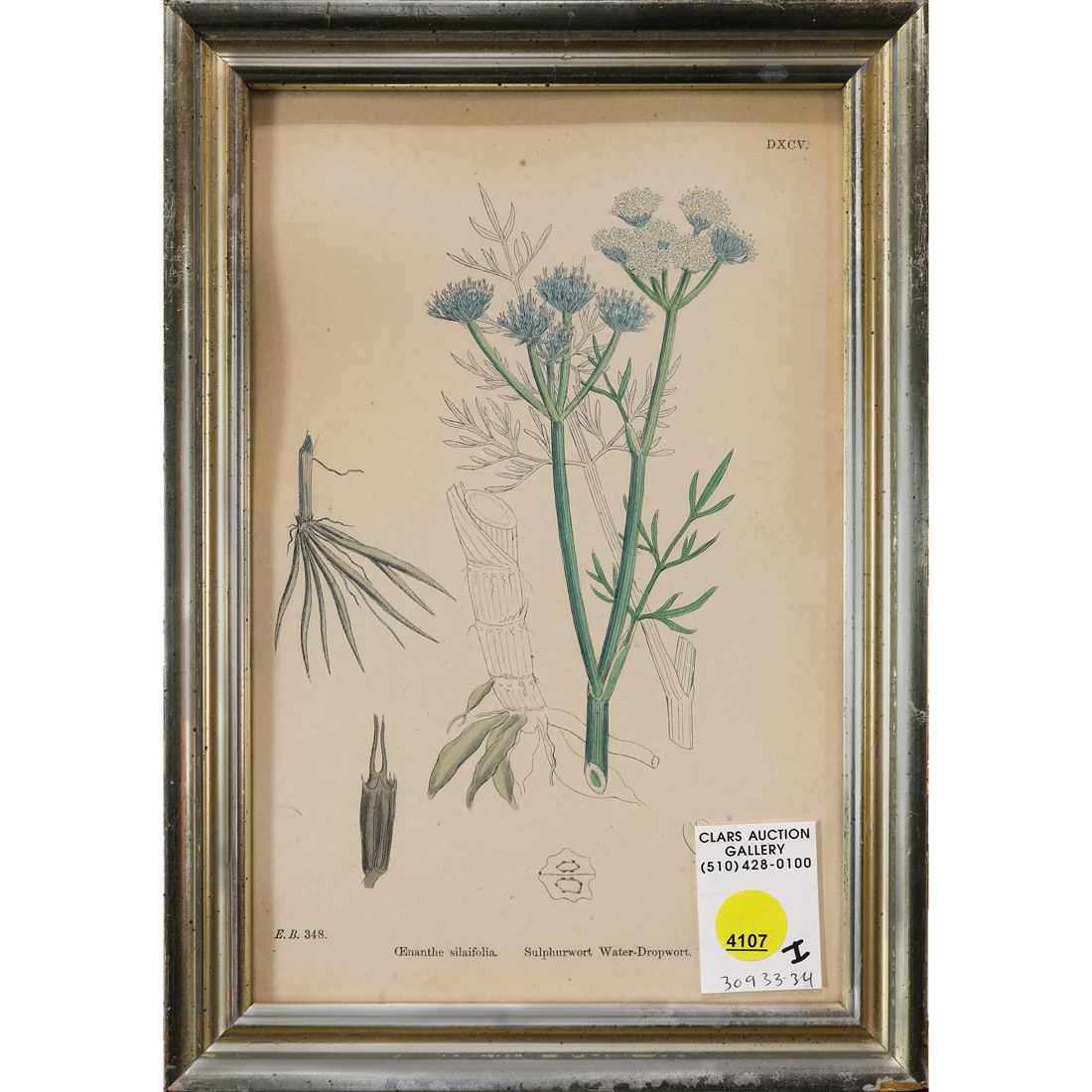 Appraisal: PRINT ENGLISH SCHOOL English School th century Botanical Illustration lithograph