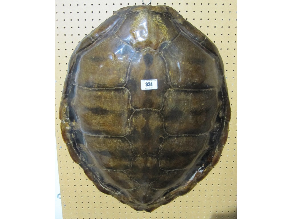 Appraisal: Large turtle shell