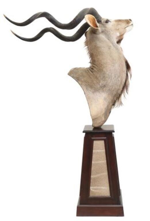 Appraisal: Taxidermy Kudu trophy shoulder mount on tapered and paneled plinth