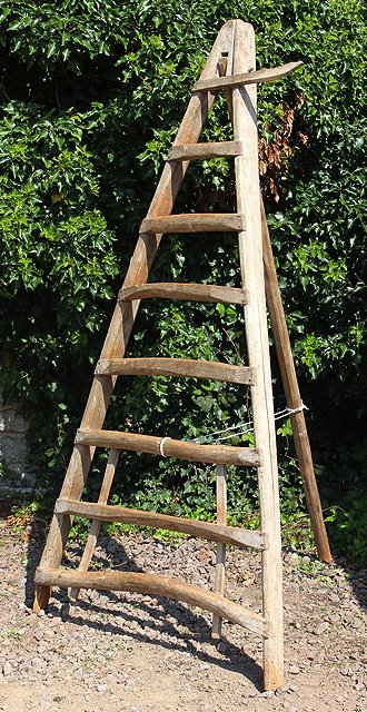 Appraisal: AN OLD WOODEN A FRAMED FRUIT PICKING LADDER with single