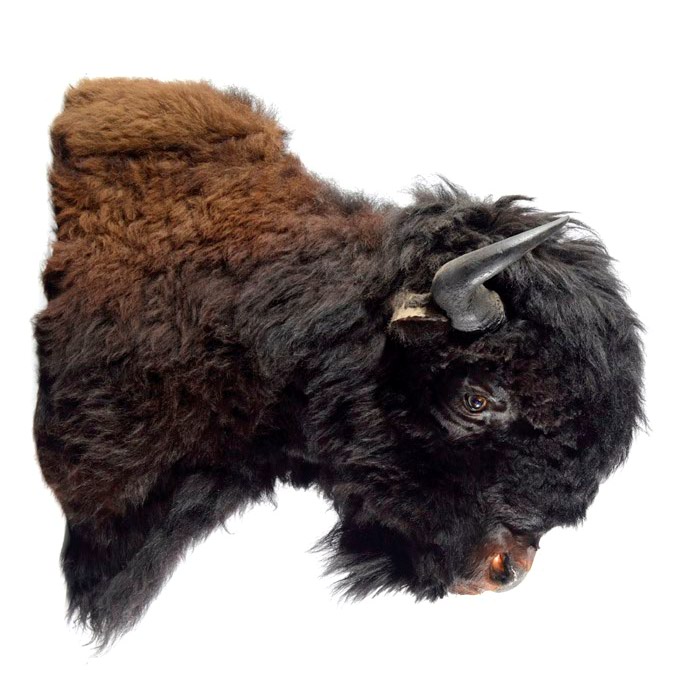 Appraisal: PLAINS BISON AMERICAN BUFFALO TAXIDERMY MOUNT large head and shoulder