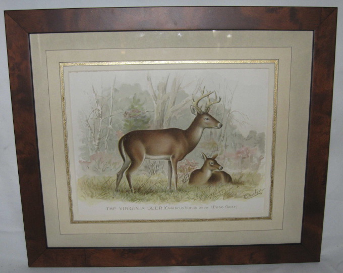 Appraisal: Sherman Foote Denton American - The Virginia Deer chromolithograph sight