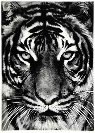 Appraisal: Robert Longo b White Tiger pigment print signed and dated