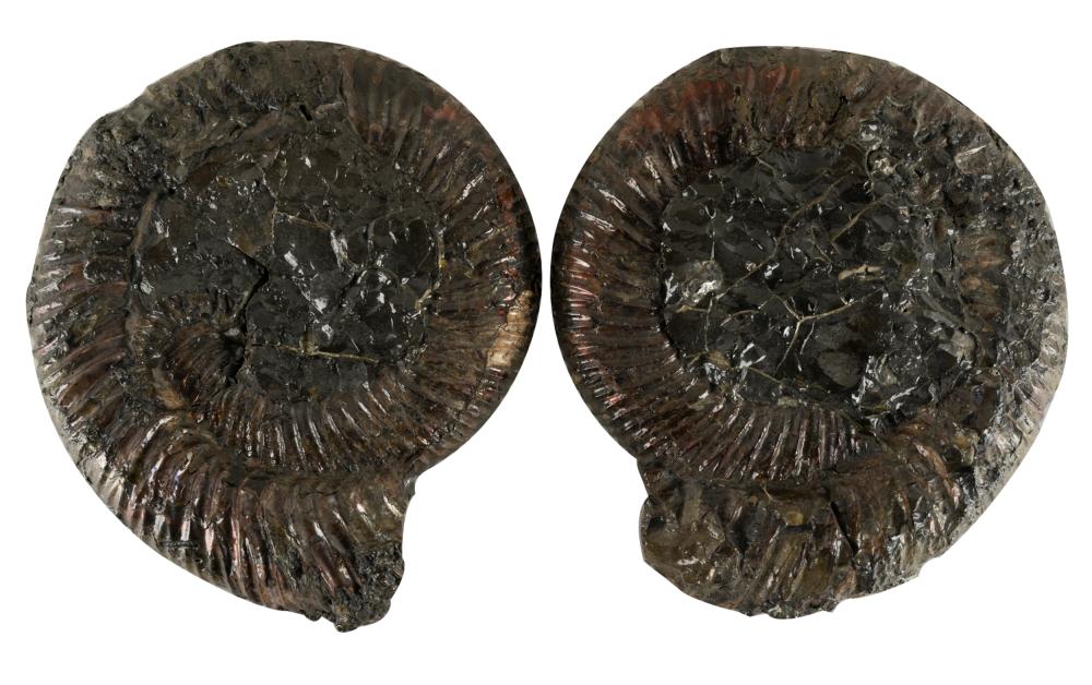 Appraisal: PAIR OF AMMONITE FOSSIL SPECIMENSpolished each x inches Condition