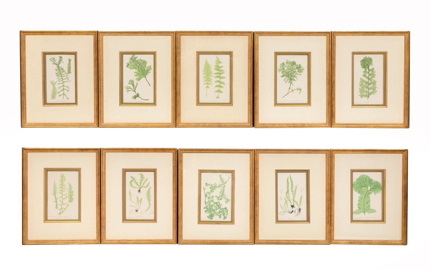 Appraisal: TEN HENRY BRADBURY FERN BOTANICAL PRINTS Henry Bradbury English set