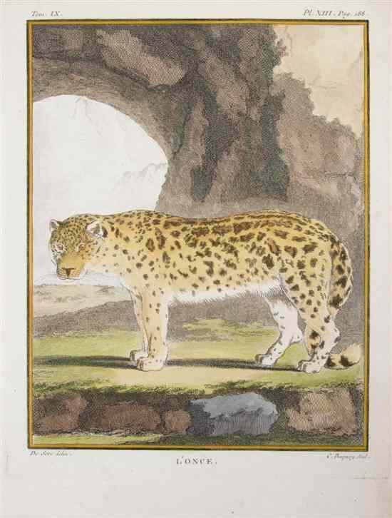 Appraisal: MAMMALS A group of hand-colored engravings of mammals nineteenth-century