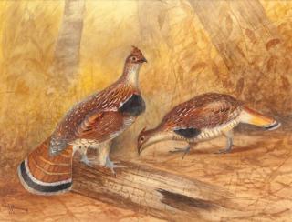 Appraisal: Gerard Rutgers Hardenbergh Ruffed Grouse signed and dated Gerard R