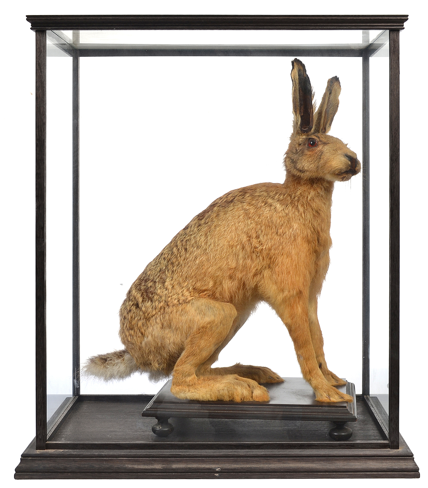 Appraisal: TAXIDERMIED HARE IN A GLAZED CABINET MEASURING BY BY CMS