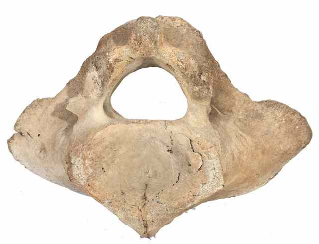 Appraisal: A WHALE BONE VERTEBRAE apparently from the Cook Islands wide