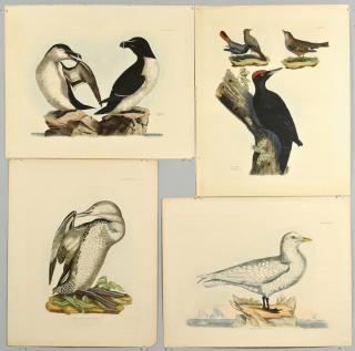 Appraisal: Selby Bird Prints Four Prideaux John Selby British - bird