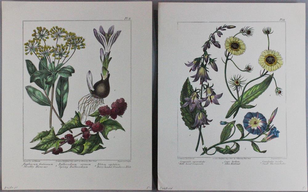 Appraisal: SYDENHAM TEAST EDWARDS BRITISH c - CAMPANULA RAPUNCULOIDES AND OTHERS