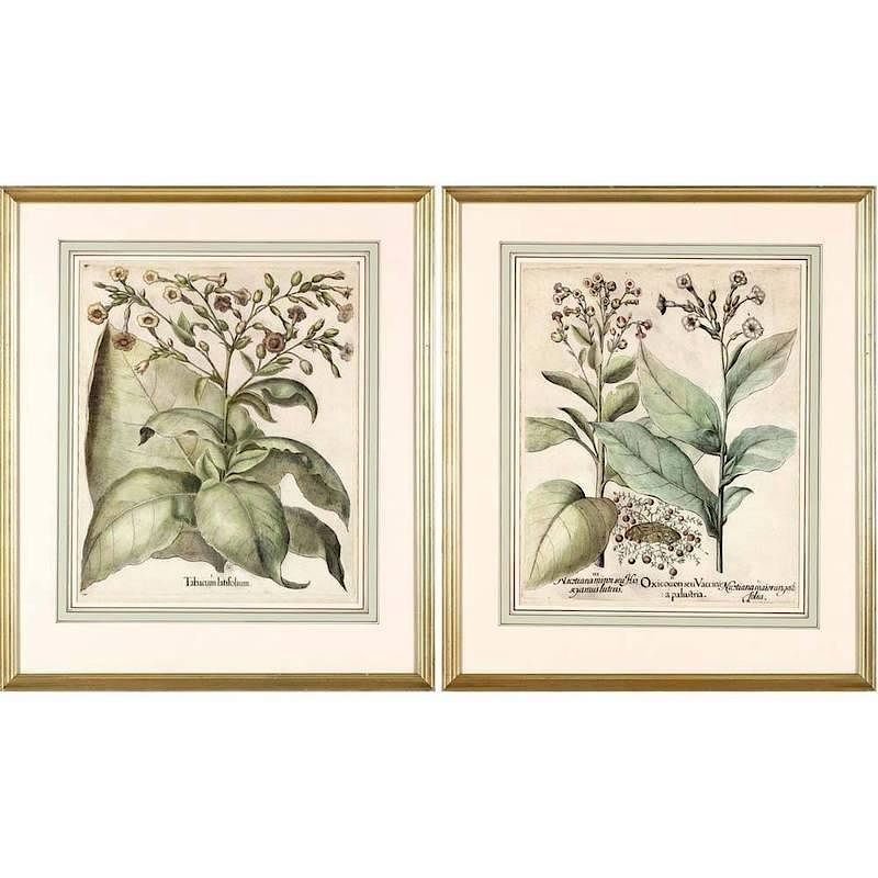 Appraisal: Pair of Basilius Besler Hand-Colored Botanical Engravings th century from